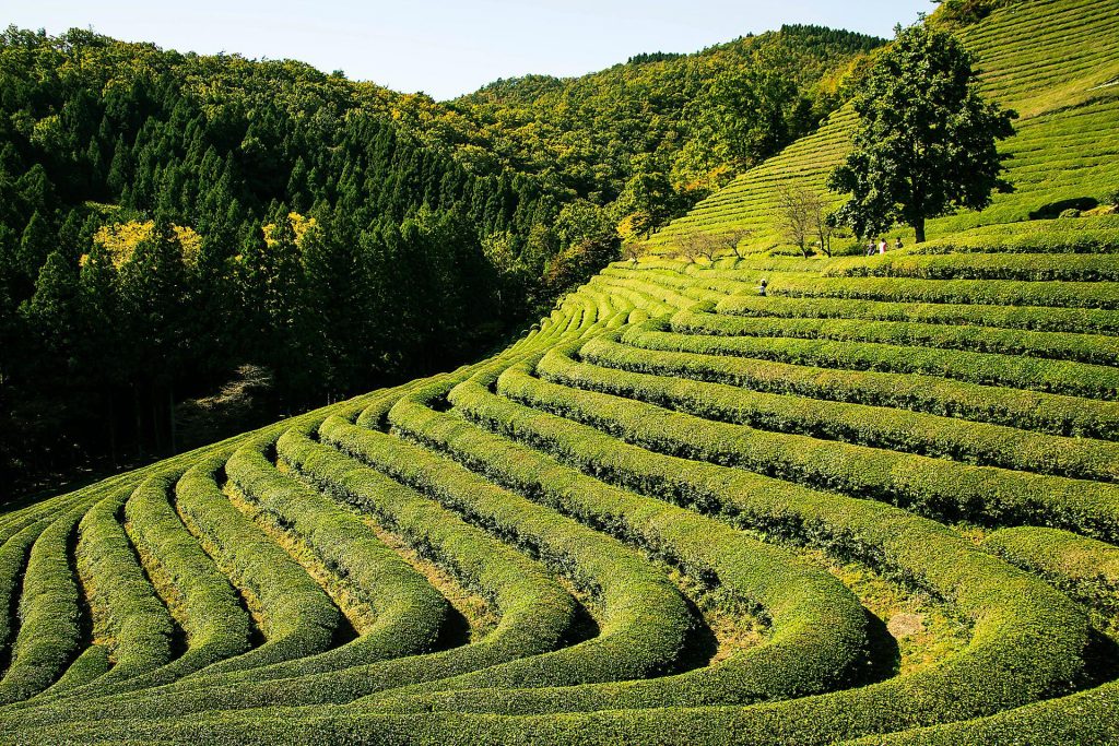campo árbol de té